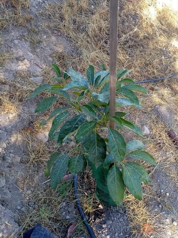 Building Plot for sale in Guajar Alto, Los Guajares - € 218,000 (Ref: 7193374)