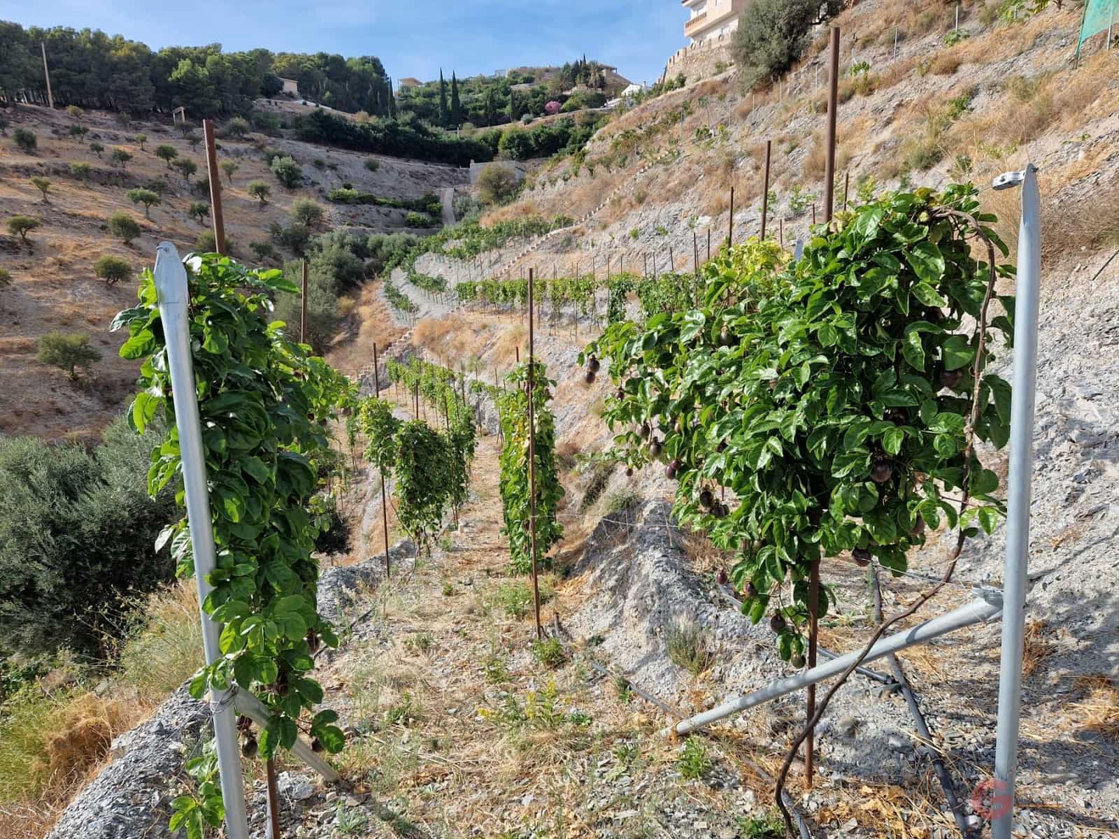 Byggegrund til salg i Molvizar - € 91.000 (Ref: 7220426)