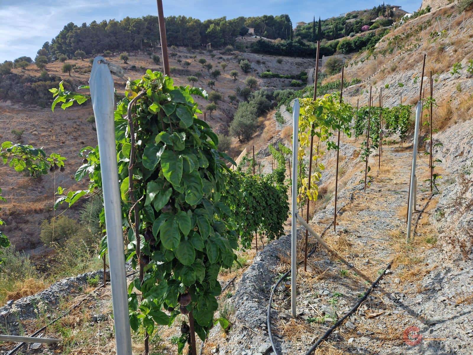 Byggegrund til salg i Molvizar - € 91.000 (Ref: 7220426)