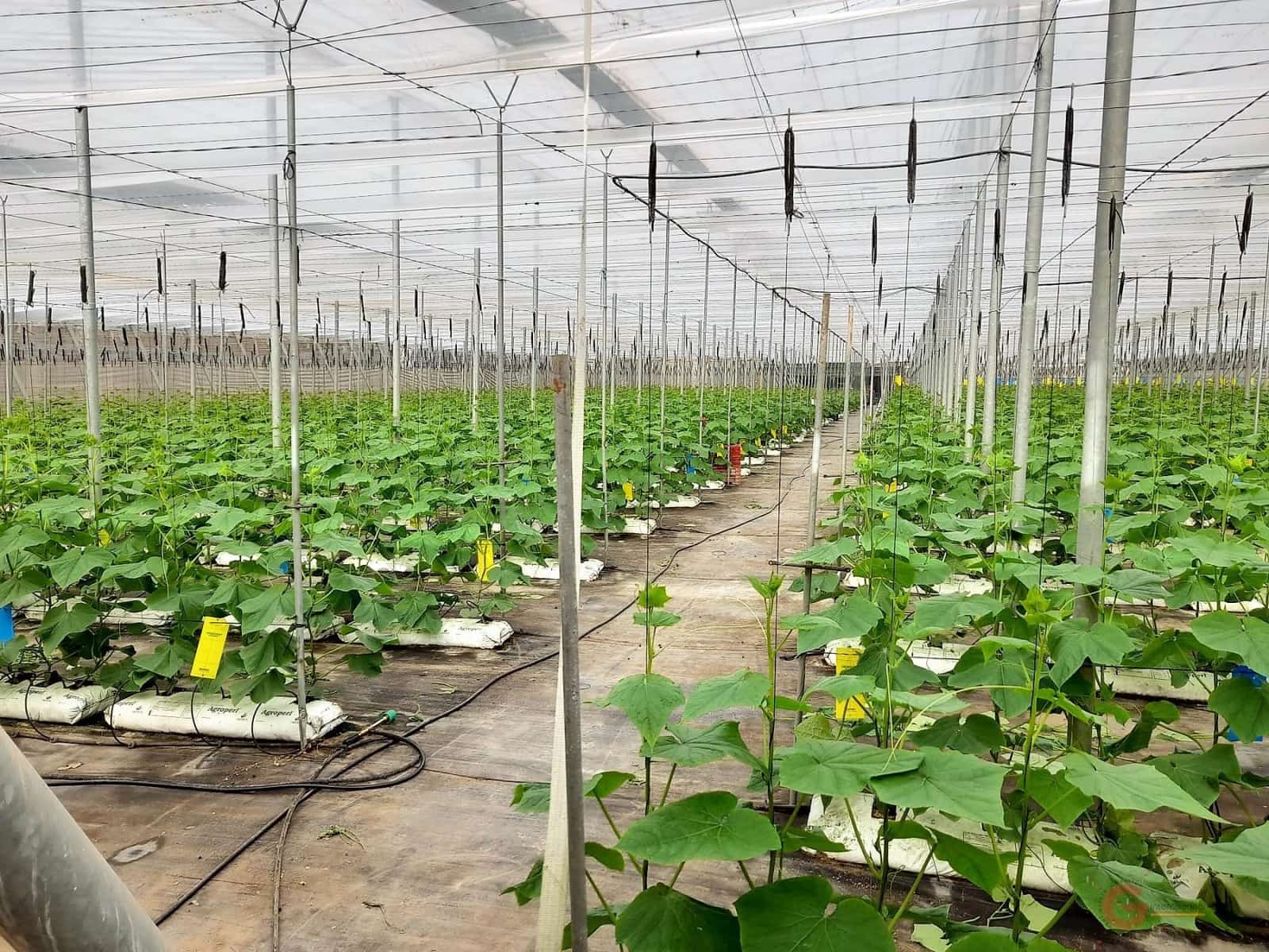 Byggegrund til salg i Carchuna - € 275.900 (Ref: 7220428)