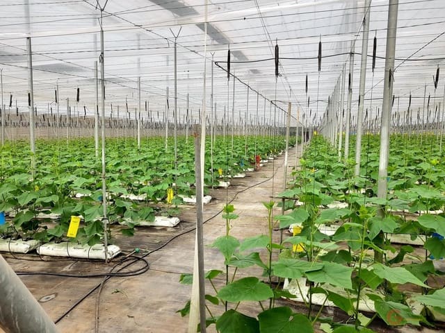 Building Plot for sale in Carchuna, Motril - € 275,900 (Ref: 7220428)