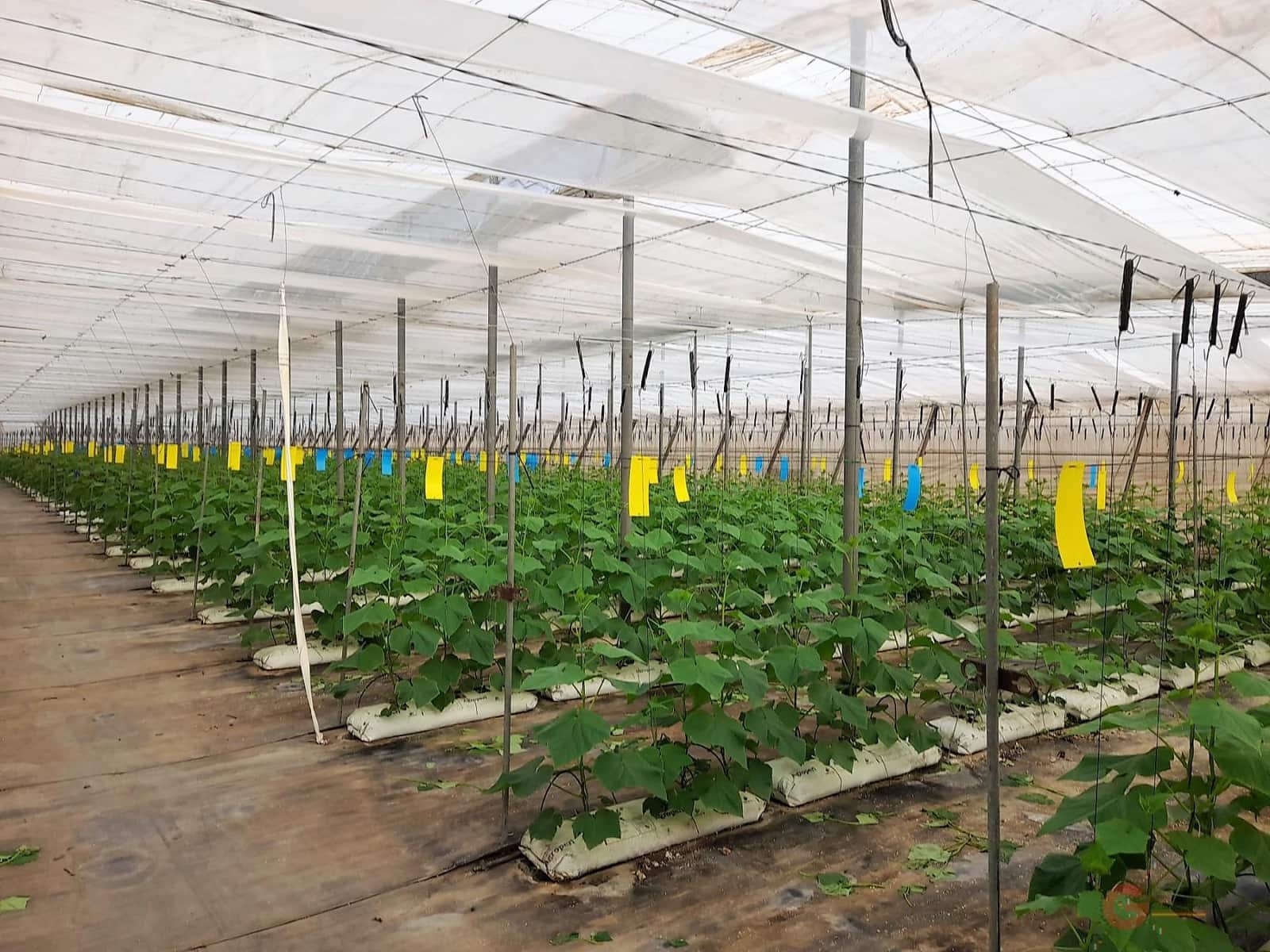 Byggegrund til salg i Carchuna - € 275.900 (Ref: 7220428)