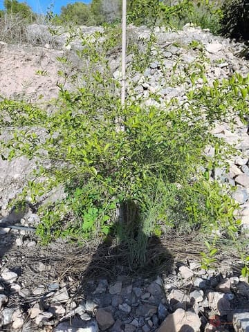 Grunde uden byggetilladelser til salg i Vélez de Benaudalla - € 371.900 (Ref: 7220429)