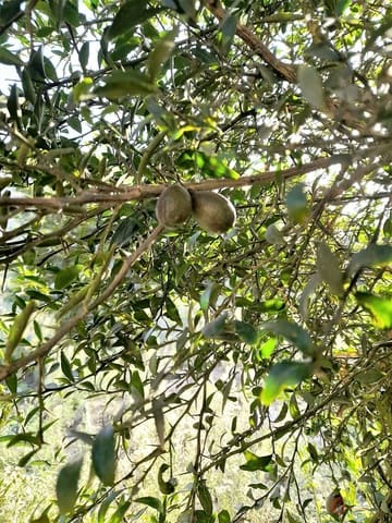 Grunde uden byggetilladelser til salg i Vélez de Benaudalla - € 371.900 (Ref: 7220429)