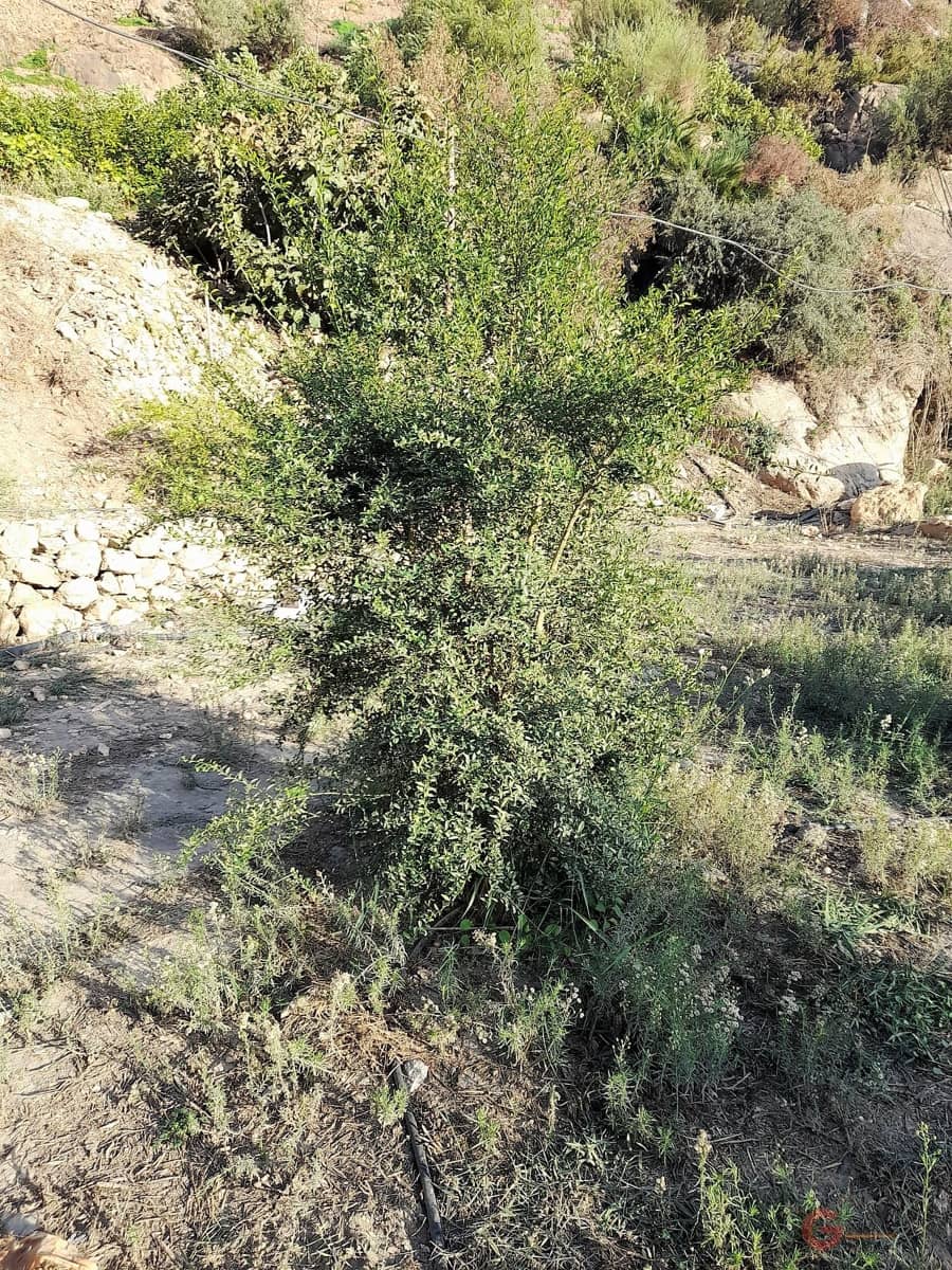 Ubebygd land til salgs i Velez de Benaudalla - € 371 900 (Ref: 7220429)