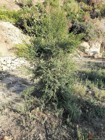 Grunde uden byggetilladelser til salg i Vélez de Benaudalla - € 371.900 (Ref: 7220429)