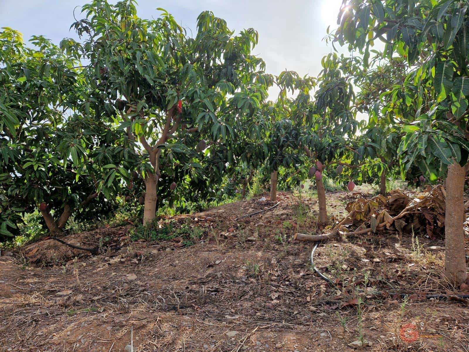 Building Plot for sale in Salobrena - € 239,000 (Ref: 7220431)