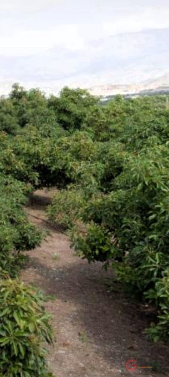 7 sypialnia Finka/Dom wiejski na sprzedaż w Motril z basenem - 675 000 € (Ref: 7423966)