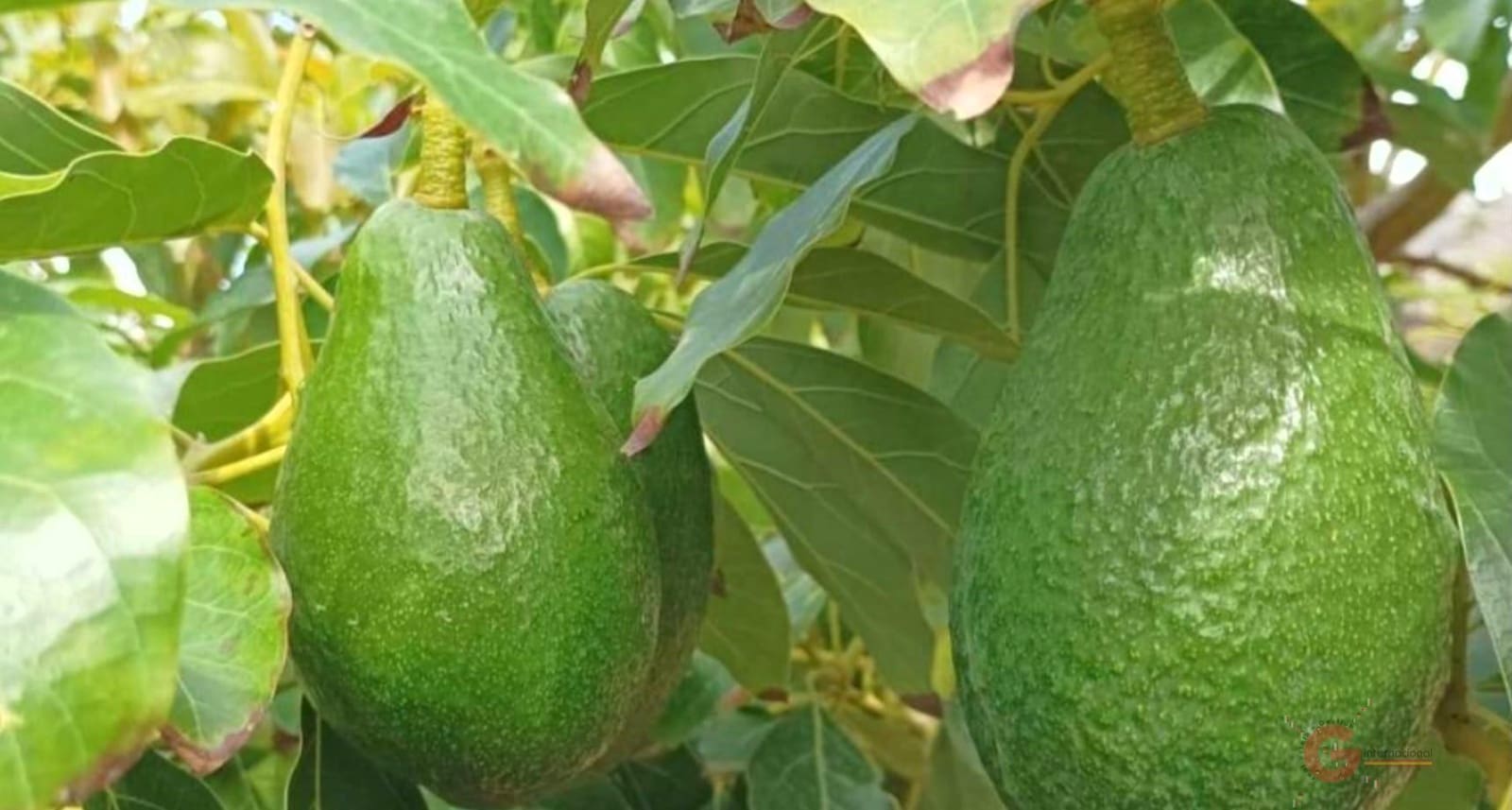 7 sypialnia Finka/Dom wiejski na sprzedaż w Motril z basenem - 675 000 € (Ref: 7423966)