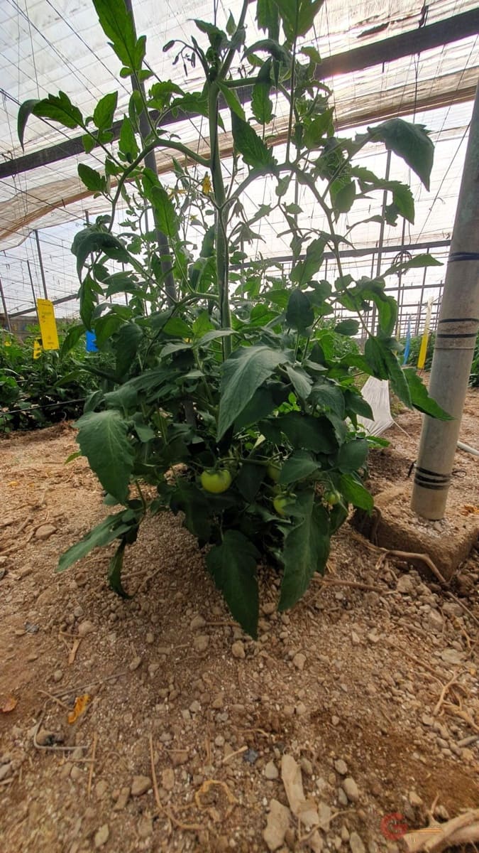 Finca/Landehus til salg i Velez de Benaudalla - € 287.000 (Ref: 7849048)