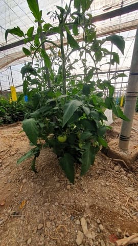 Finca/Landehus til salg i Vélez de Benaudalla - € 287.000 (Ref: 7849048)