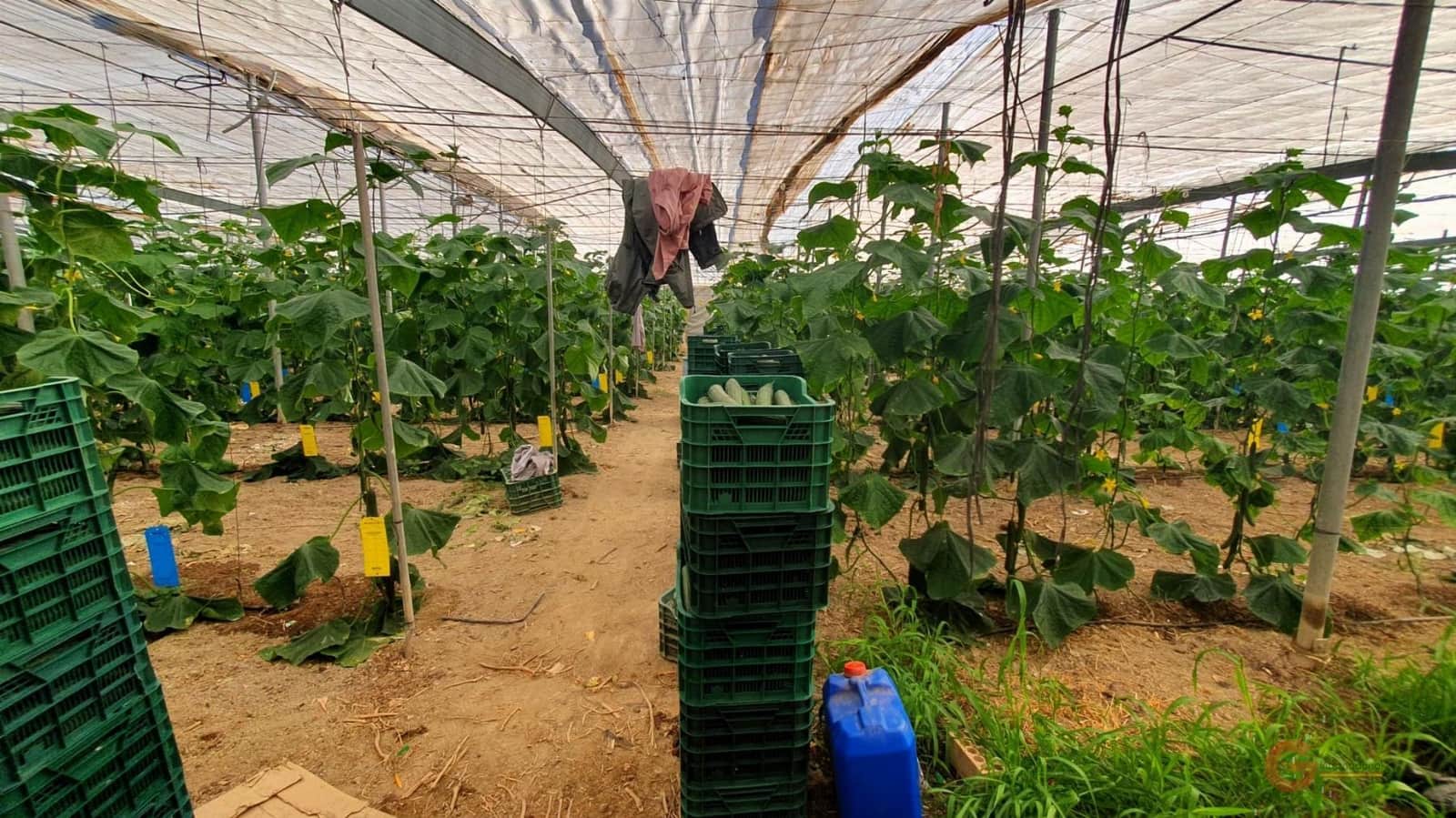 Finca/Landehus til salg i Velez de Benaudalla - € 287.000 (Ref: 7849048)