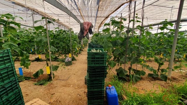 Finca/Landehus til salg i Vélez de Benaudalla - € 287.000 (Ref: 7849048)