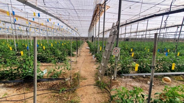 Finca/Landehus til salg i Vélez de Benaudalla - € 287.000 (Ref: 7849048)