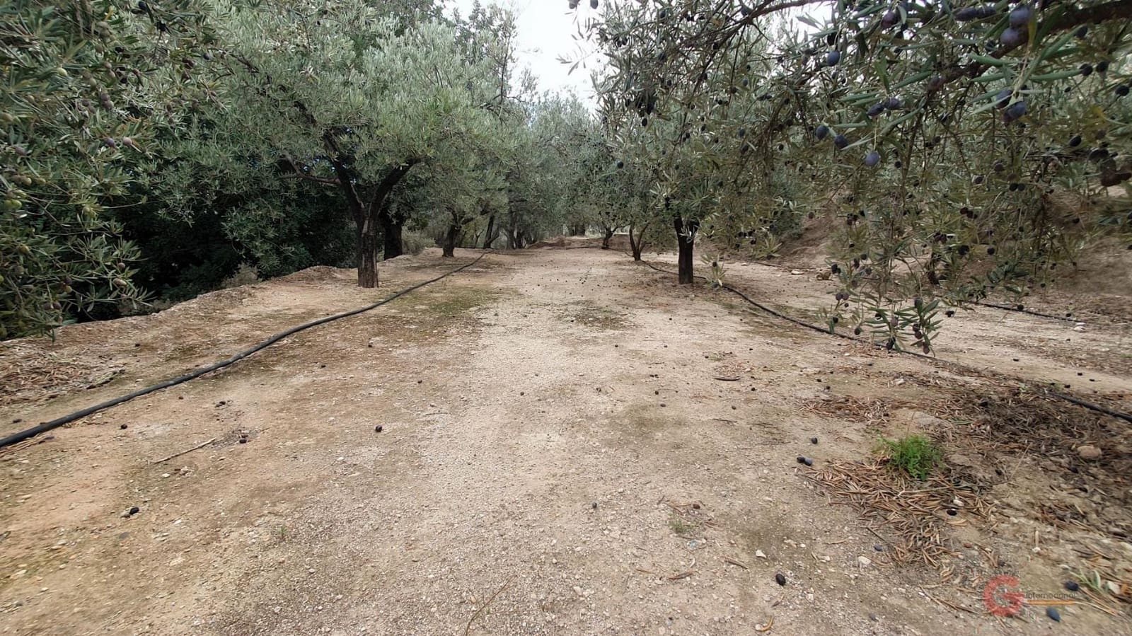 Byggegrund til salg i Pinar - € 63.000 (Ref: 7893514)