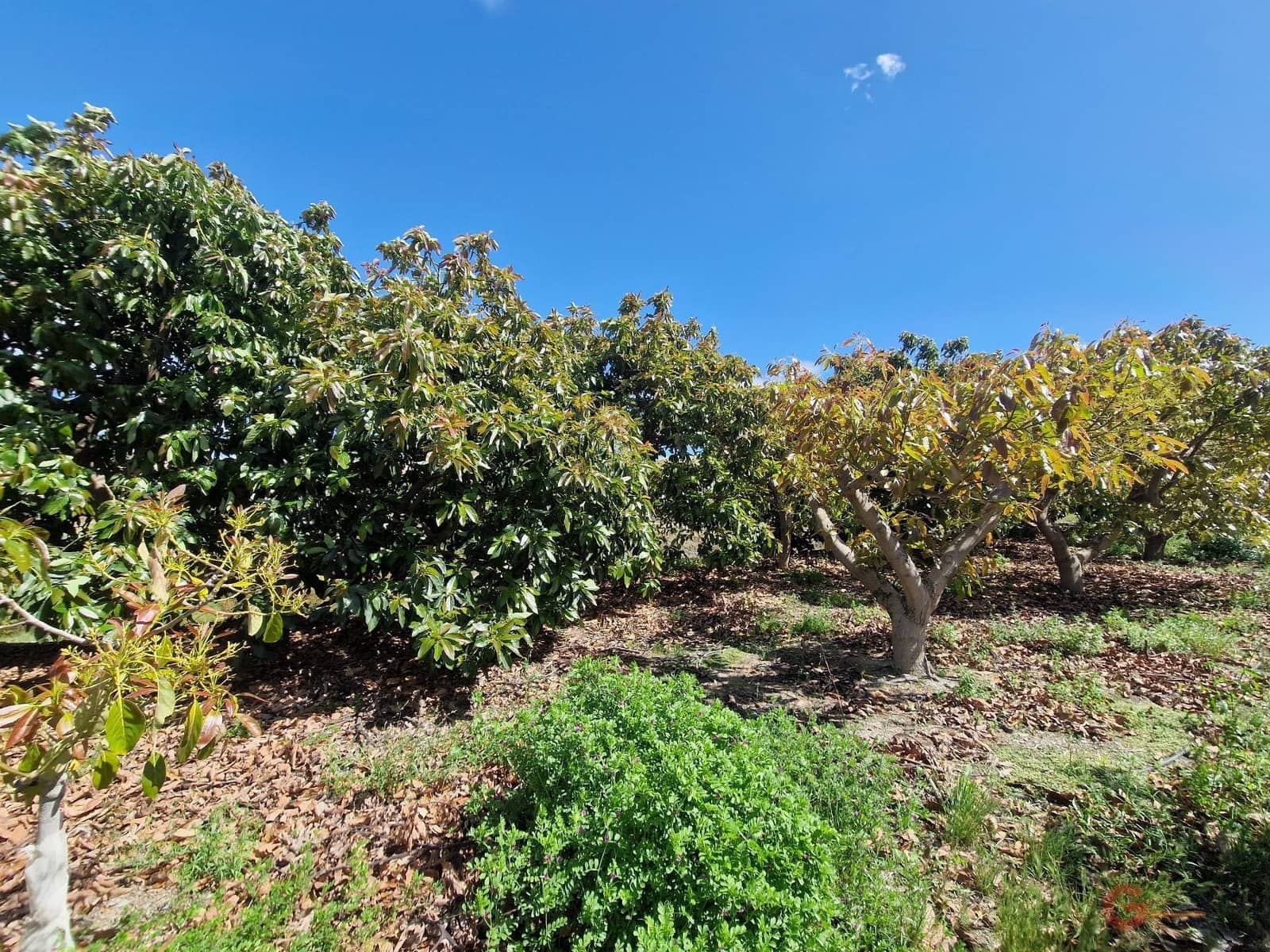 Finca/Herregård til salgs i Molvizar - € 97 000 (Ref: 8317344)