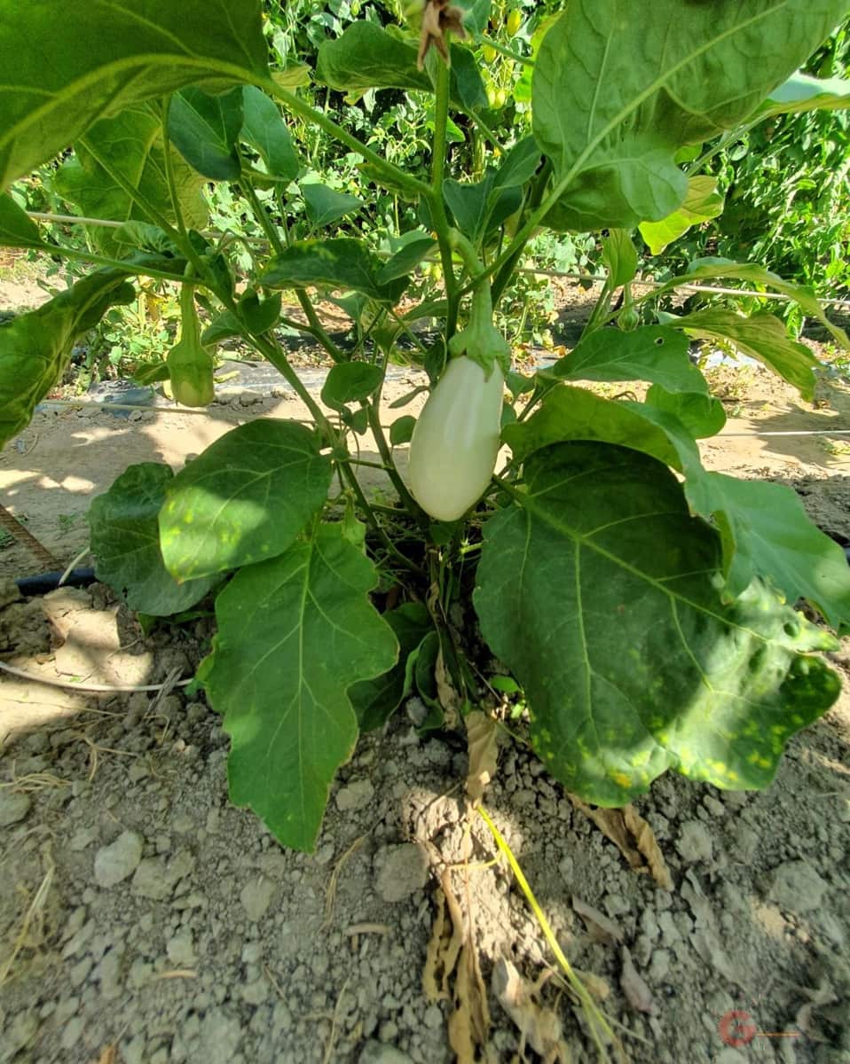 5 soverom Finca/Herregård til salgs i Lecrin med garasje - € 690 000 (Ref: 8456431)