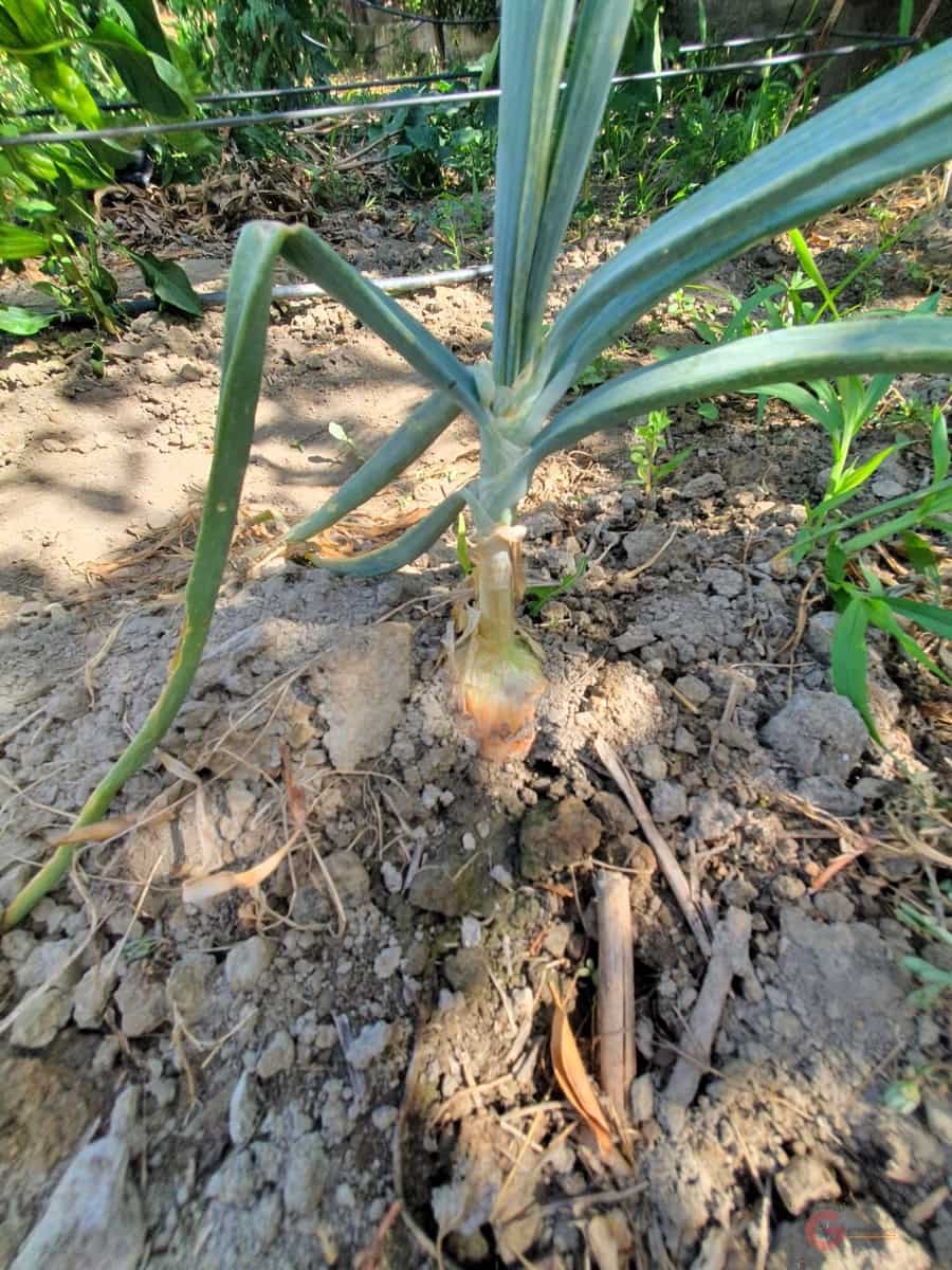 5 soverom Finca/Herregård til salgs i Lecrin med garasje - € 690 000 (Ref: 8456431)