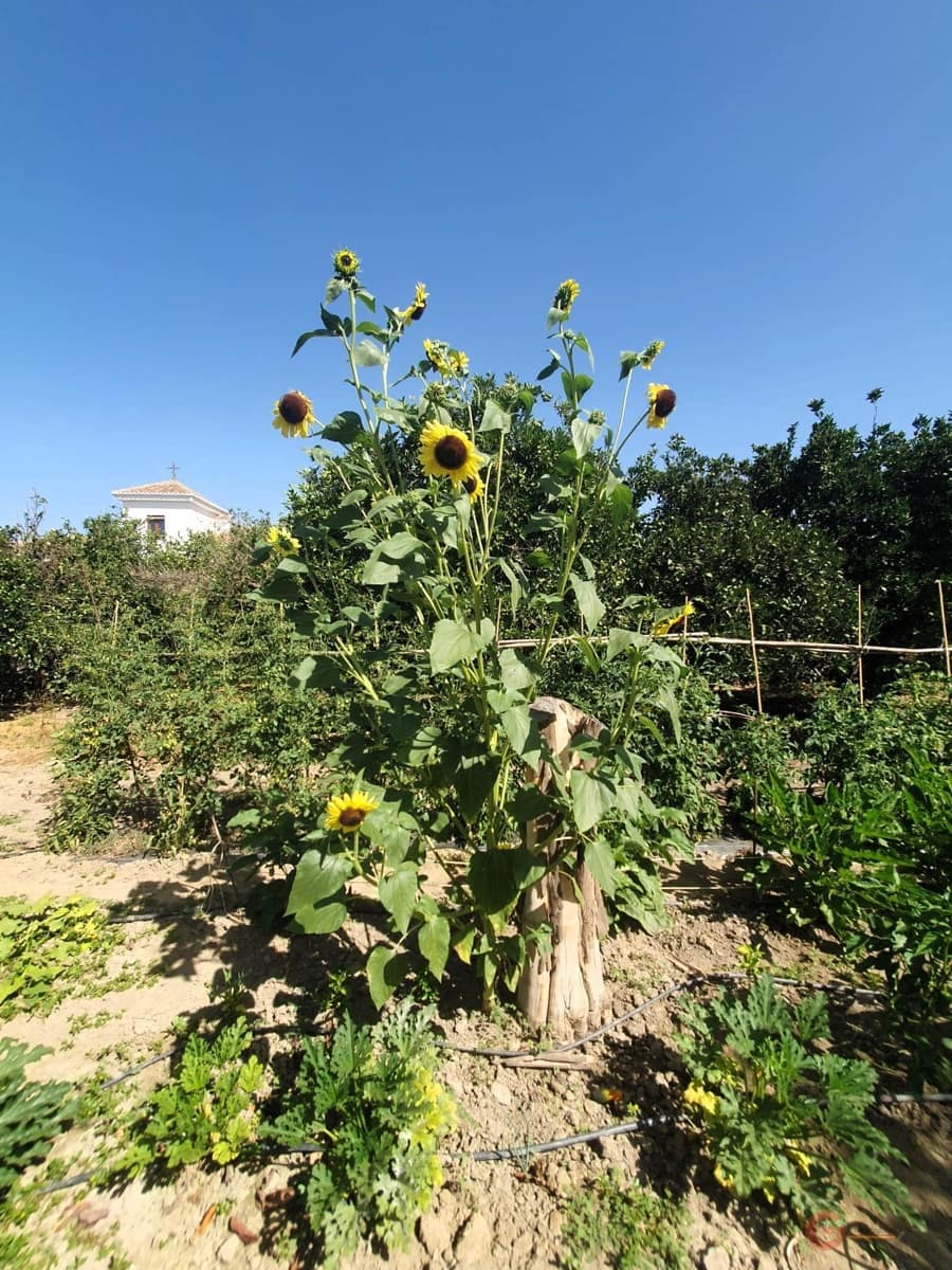 5 soverom Finca/Herregård til salgs i Lecrin med garasje - € 690 000 (Ref: 8456431)