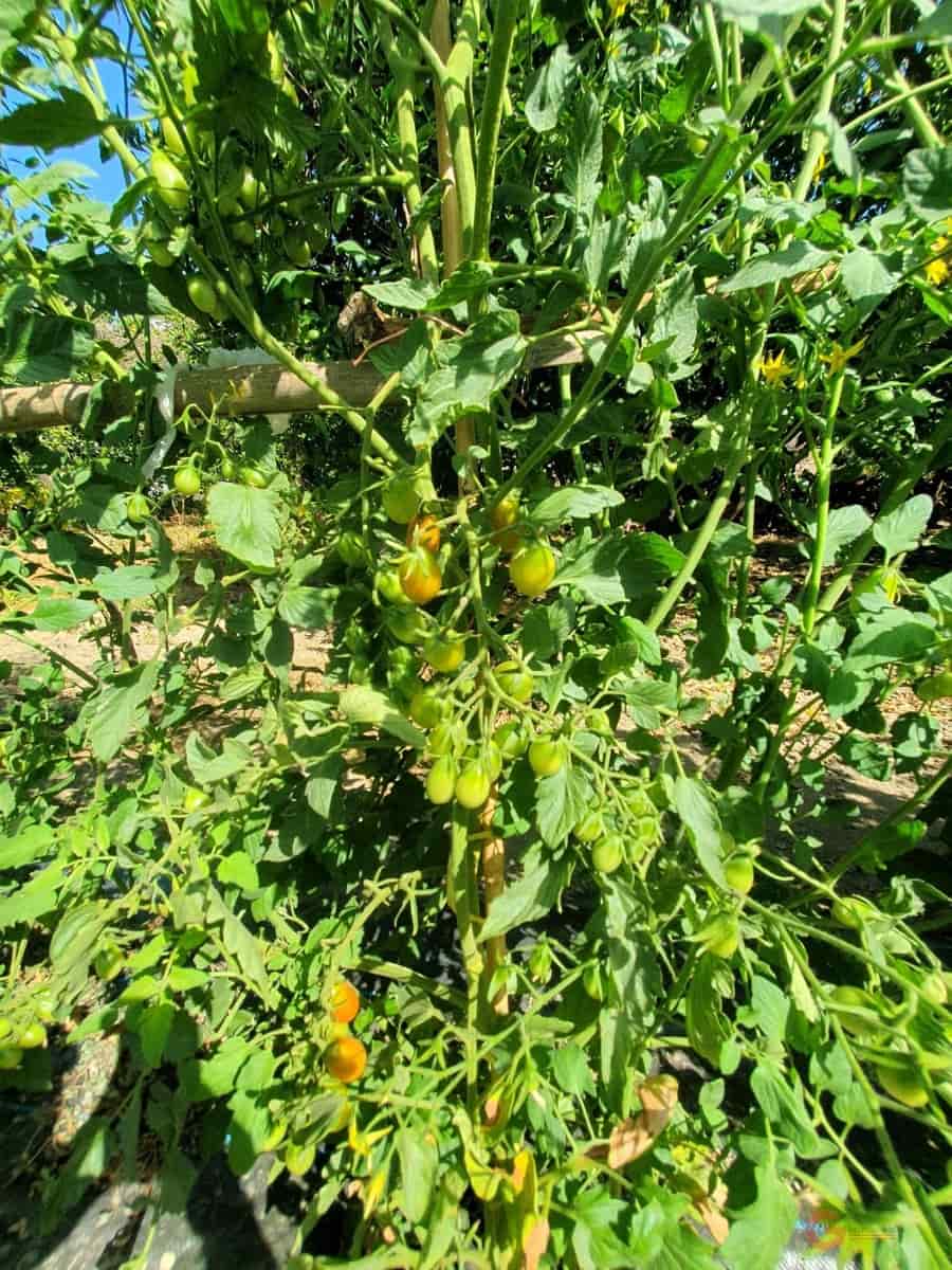 5 soverom Finca/Herregård til salgs i Lecrin med garasje - € 690 000 (Ref: 8456431)