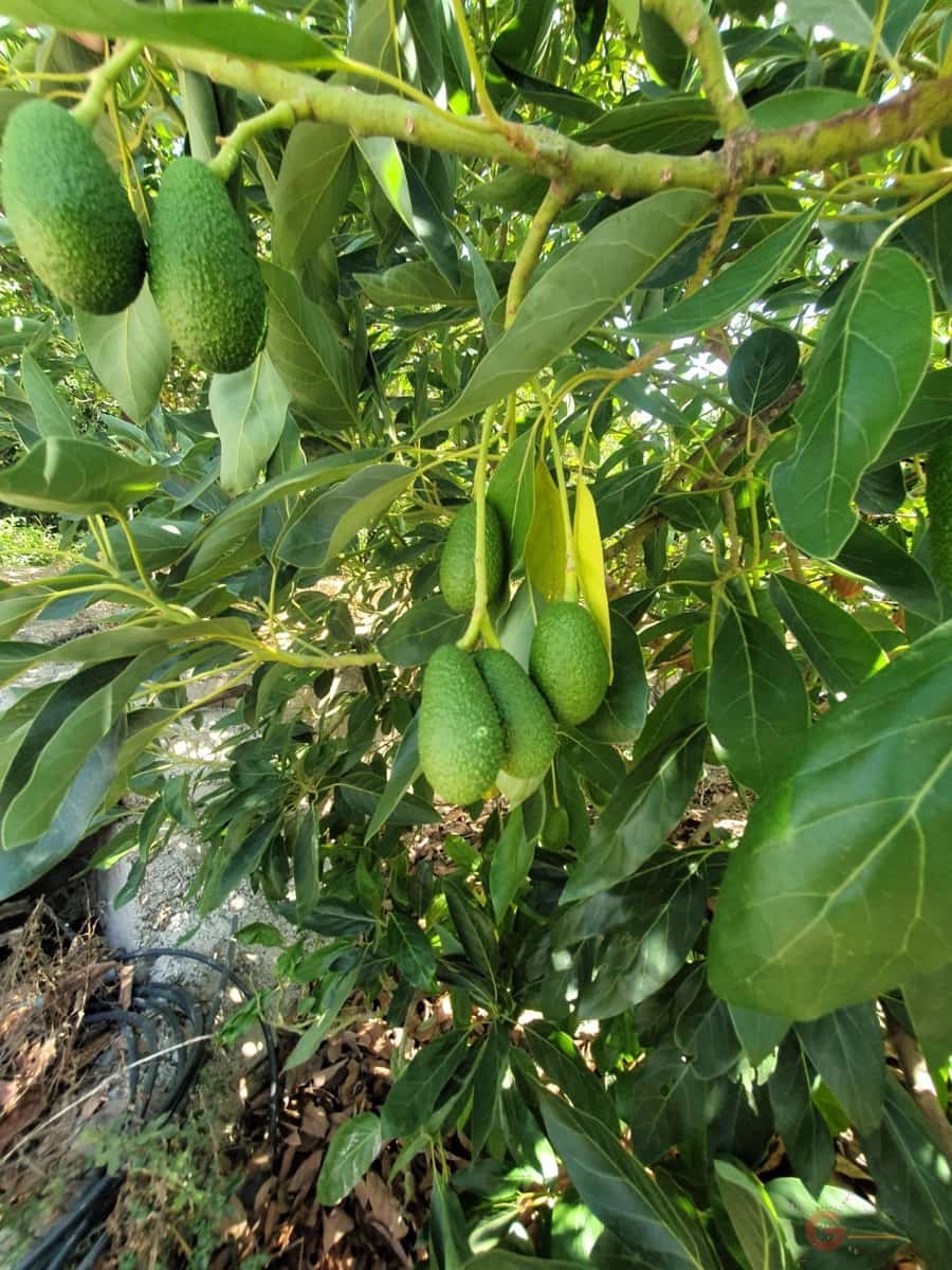 5 soverom Finca/Herregård til salgs i Lecrin med garasje - € 690 000 (Ref: 8456431)