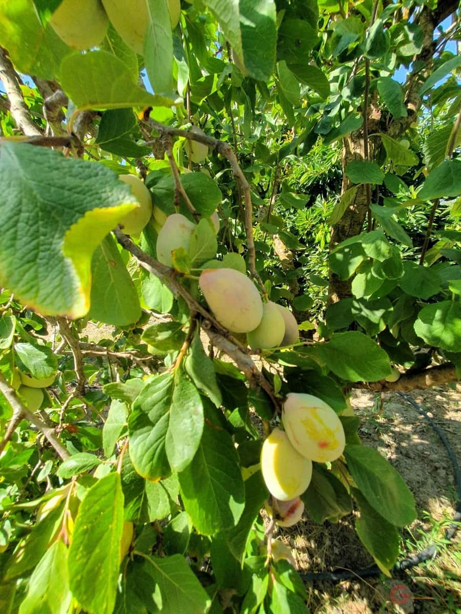 5 soverom Finca/Herregård til salgs i Lecrin med garasje - € 690 000 (Ref: 8456431)