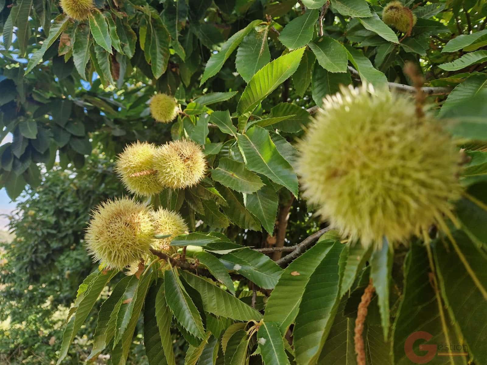 3 soveværelse Finca/Landehus til salg i Guajar Fondon - € 85.000 (Ref: 9287357)