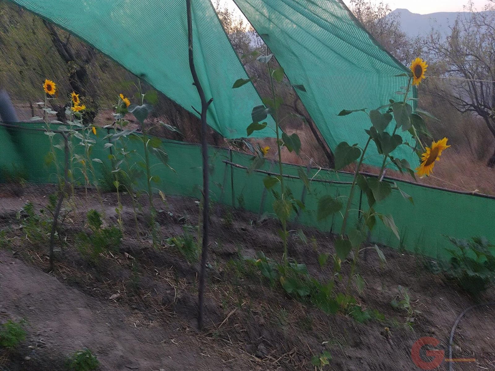 3 soveværelse Finca/Landehus til salg i Guajar Fondon - € 85.000 (Ref: 9287357)