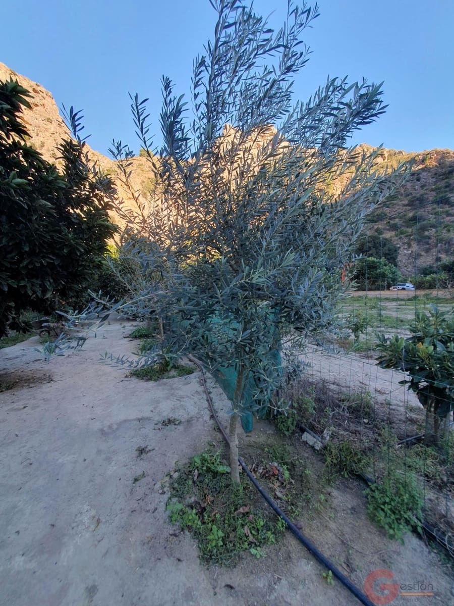 Tontti myytävänä paikassa Velez de Benaudalla - 76 000 € (Ref: 9347064)