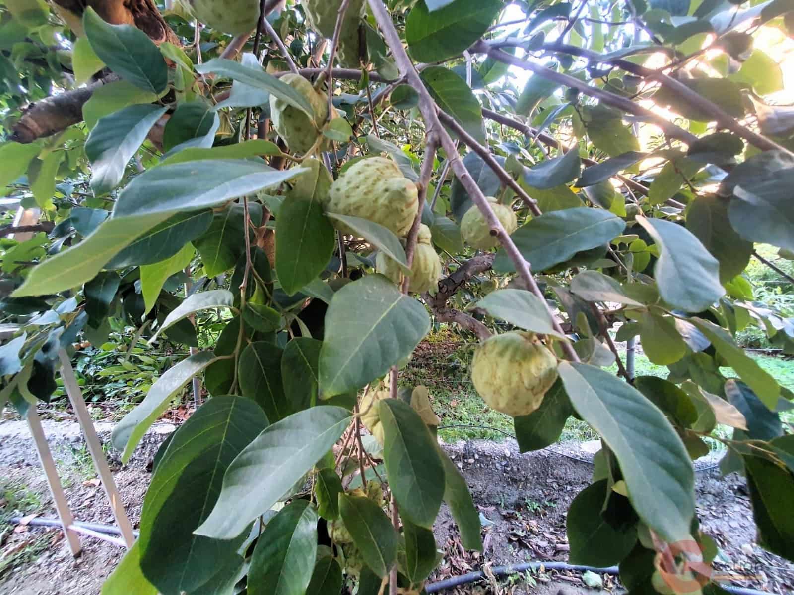 Tontti myytävänä paikassa Velez de Benaudalla - 76 000 € (Ref: 9347064)