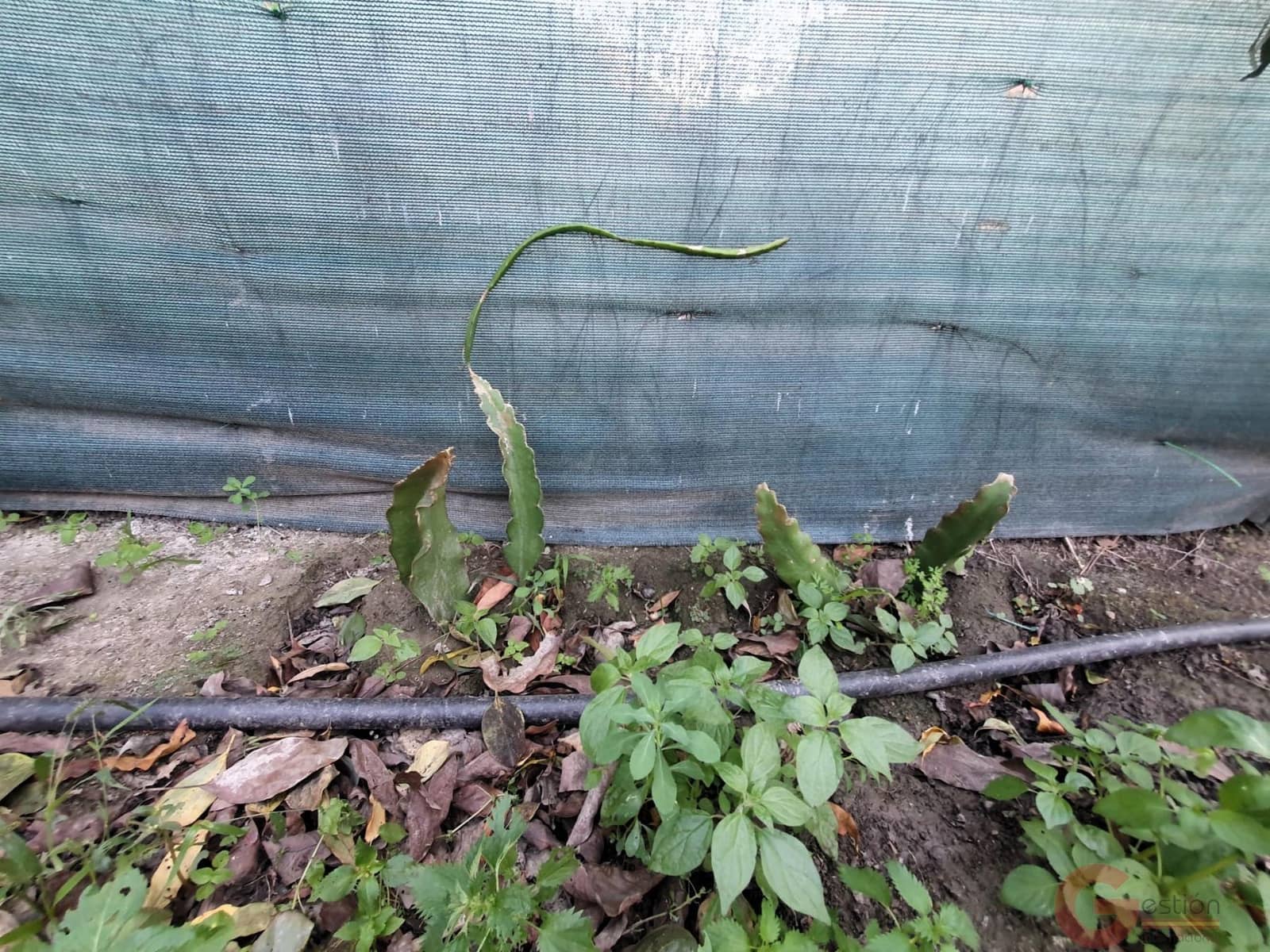 Tontti myytävänä paikassa Velez de Benaudalla - 76 000 € (Ref: 9347064)