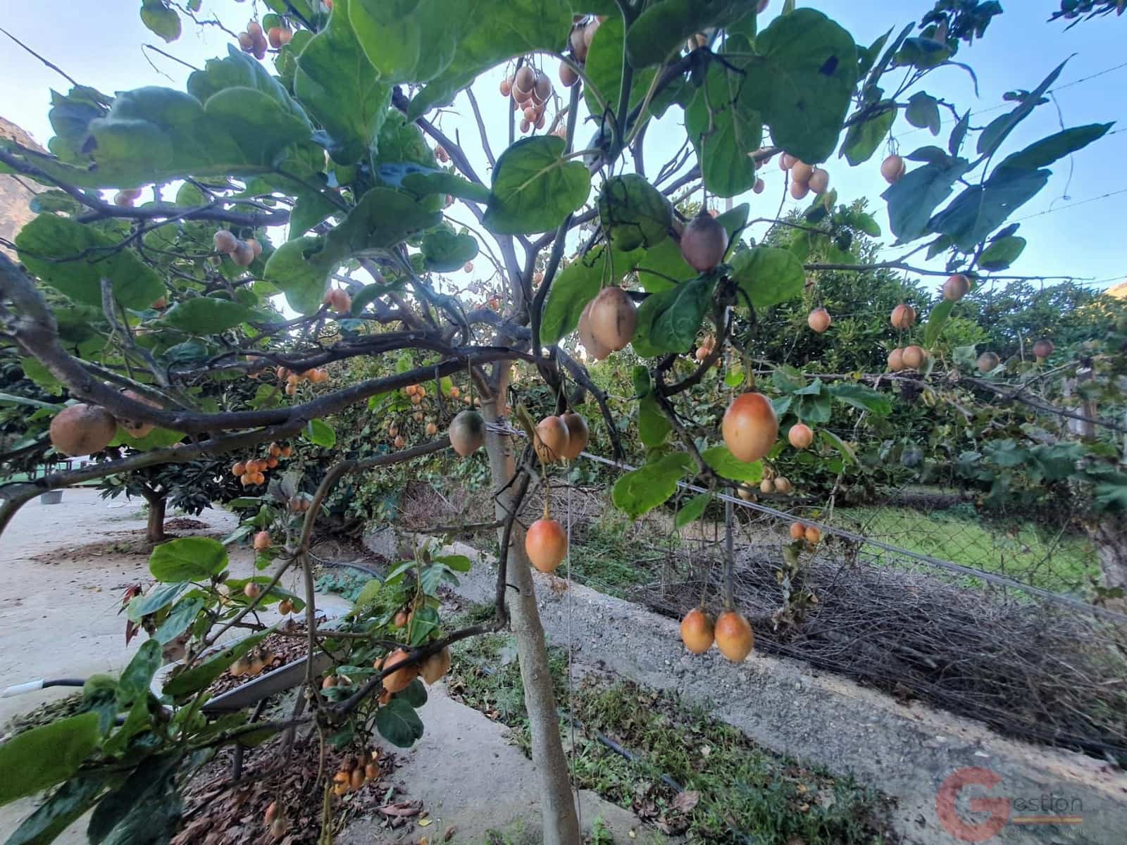 Tontti myytävänä paikassa Velez de Benaudalla - 76 000 € (Ref: 9347064)