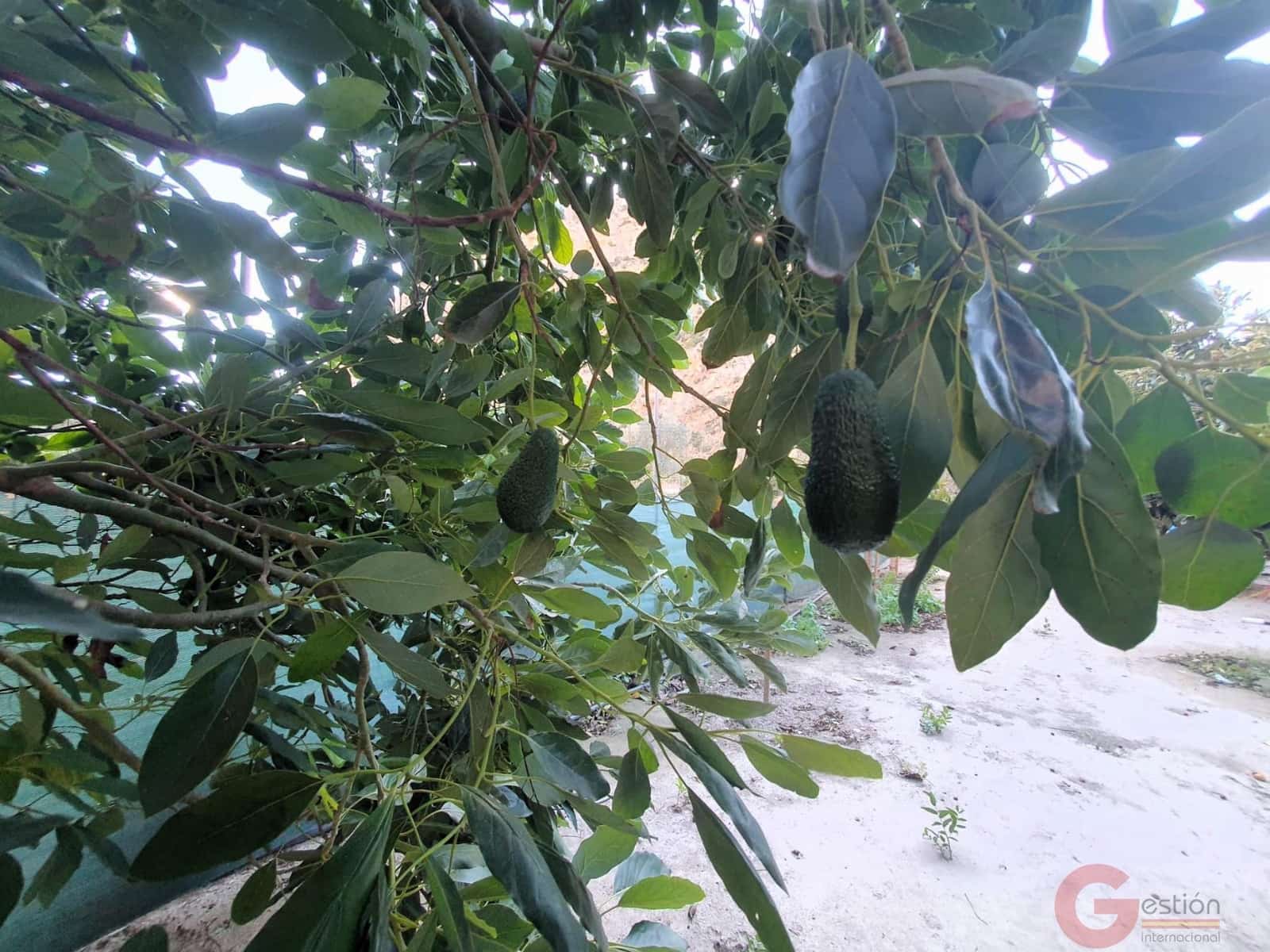 Tontti myytävänä paikassa Velez de Benaudalla - 76 000 € (Ref: 9347064)