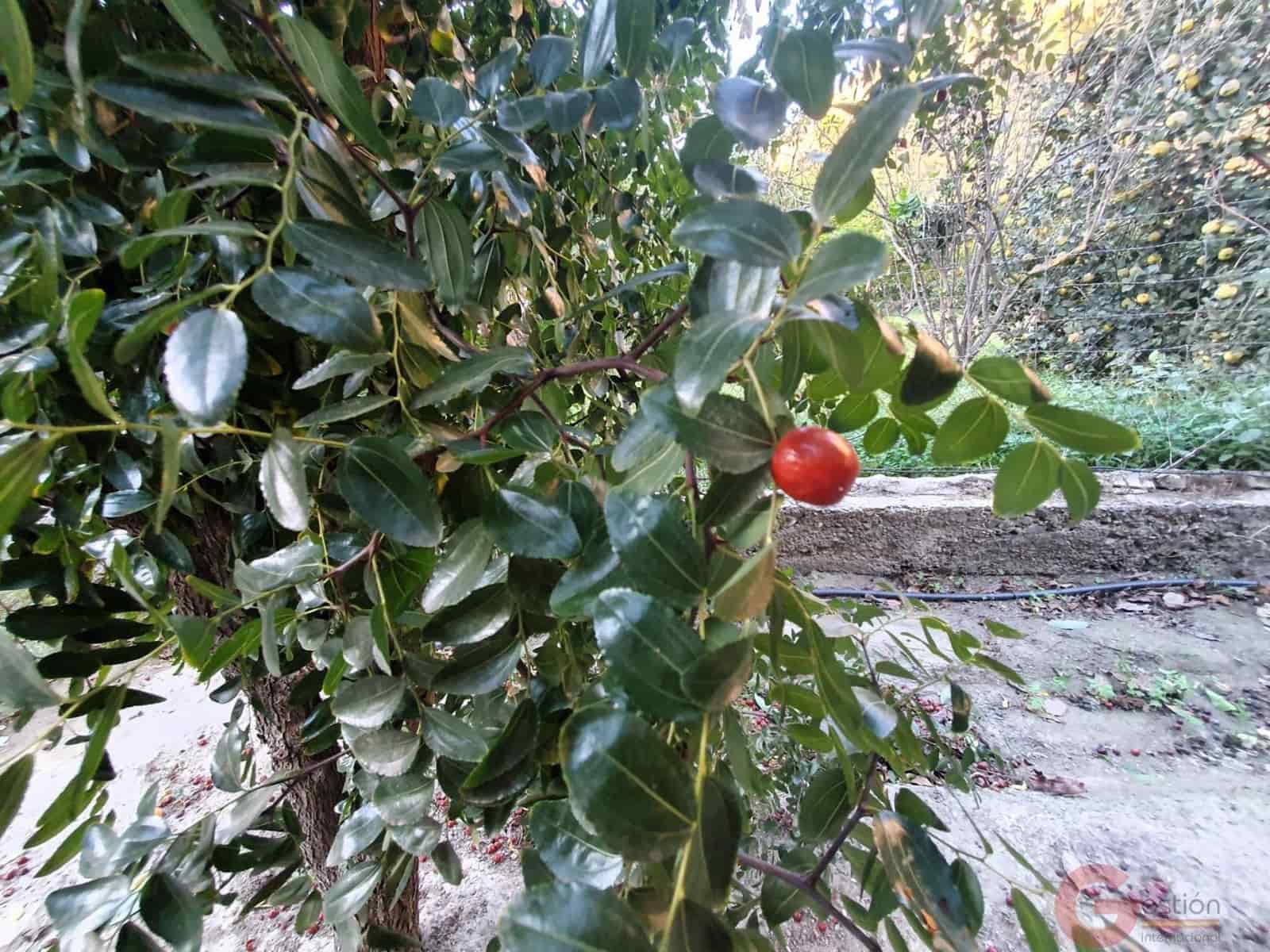 Tontti myytävänä paikassa Velez de Benaudalla - 76 000 € (Ref: 9347064)