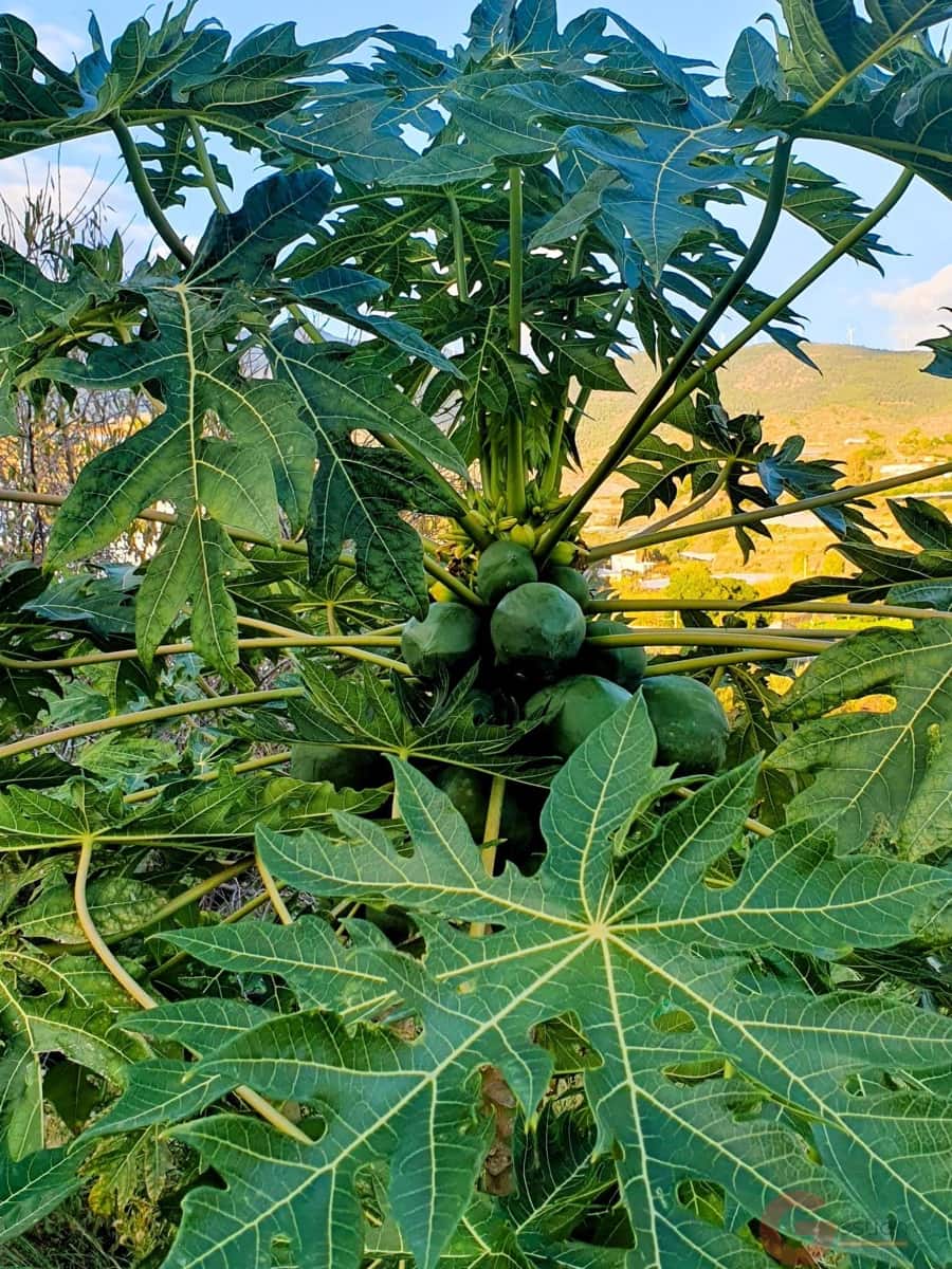 3 chambre Villa/Maison à vendre à Motril avec piscine - 372 000 € (Ref: 9422127)