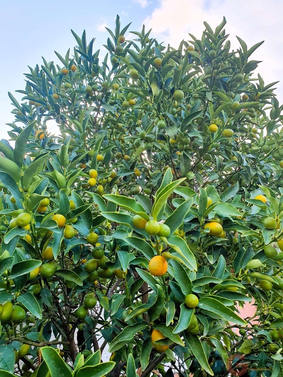 3 chambre Villa/Maison à vendre à Motril avec piscine - 372 000 € (Ref: 9422127)