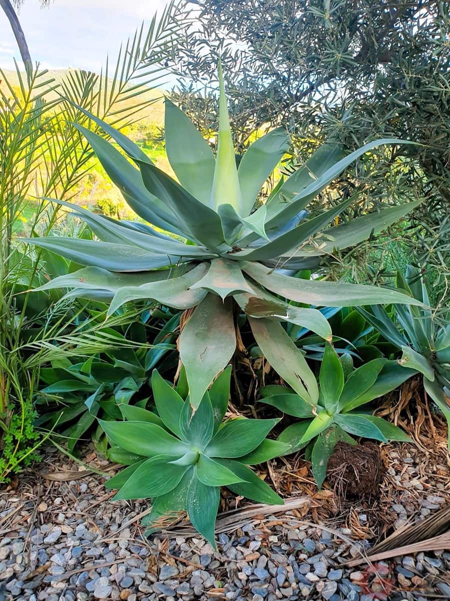 3 chambre Villa/Maison à vendre à Motril avec piscine - 372 000 € (Ref: 9422127)