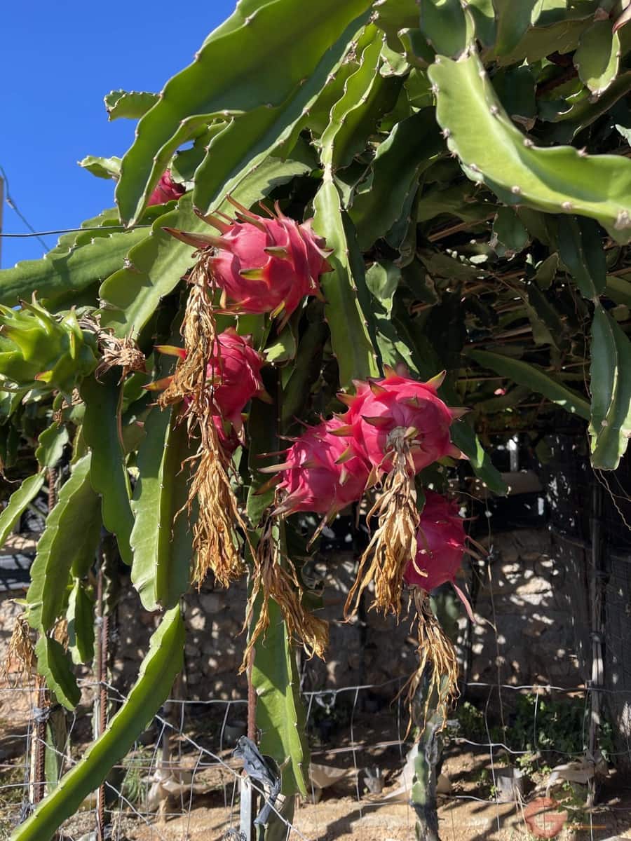 3 chambre Finca/Maison de Campagne à vendre à Lobres avec piscine - 450 000 € (Ref: 9433152)