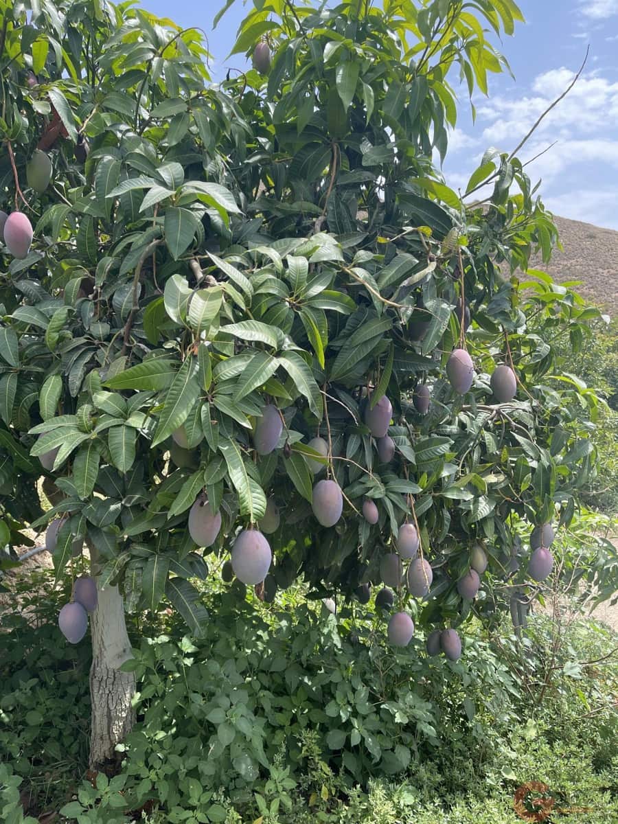 3 chambre Finca/Maison de Campagne à vendre à Lobres avec piscine - 450 000 € (Ref: 9433152)