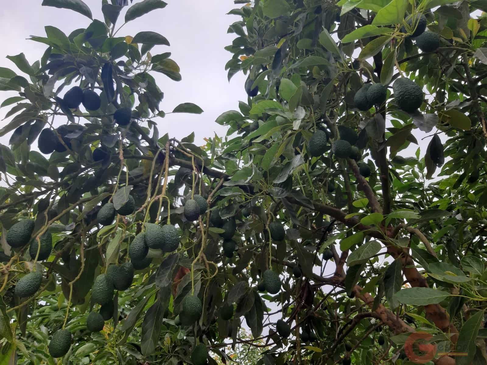 3 soverom Finca/Herregård til salgs i Salobrena - € 992 000 (Ref: 9439846)