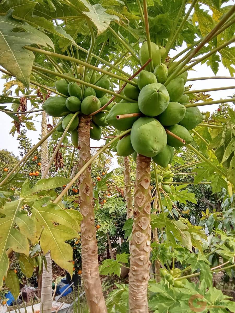 1 bedroom Finca/Country House for sale in Molvizar - € 239,000 (Ref: 9518018)