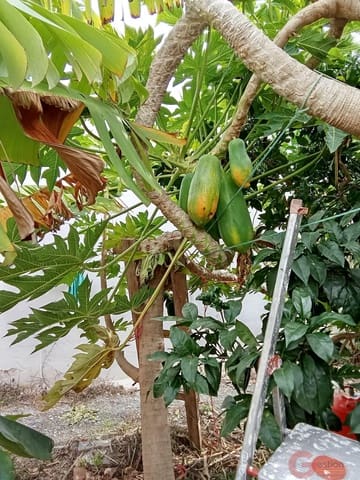 1 bedroom Finca/Country House for sale in Molvízar - € 239,000 (Ref: 9518018)