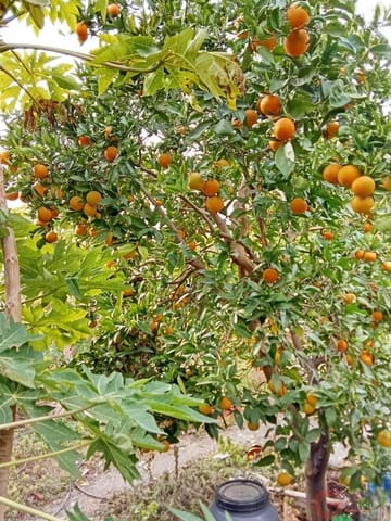 1 bedroom Finca/Country House for sale in Molvízar - € 239,000 (Ref: 9518018)