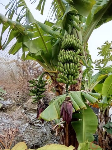 1 bedroom Finca/Country House for sale in Molvízar - € 239,000 (Ref: 9518018)