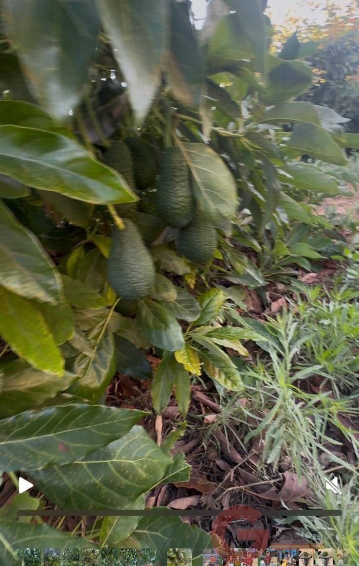 Terreno para Construção para venda em Salobrena - 250 000 € (Ref: 9518019)