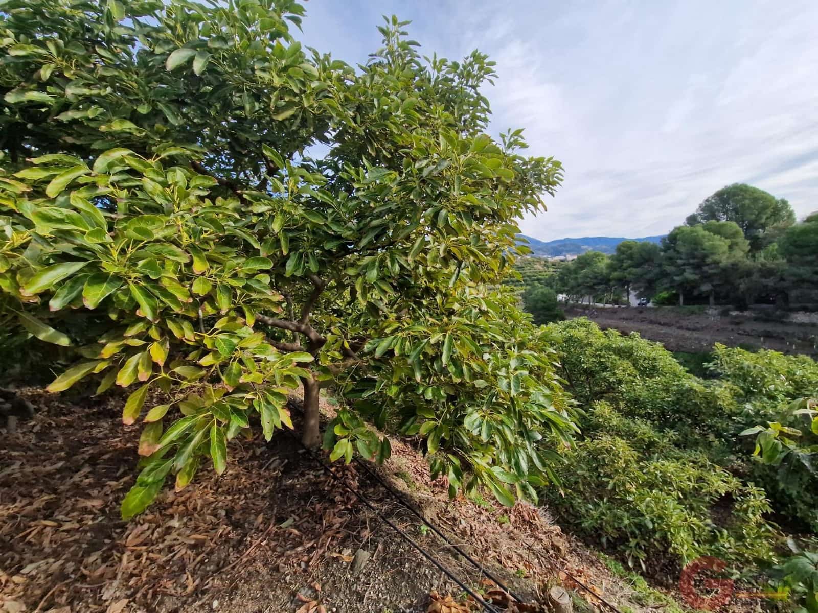 Terreno para Construção para venda em Salobrena - 250 000 € (Ref: 9518019)