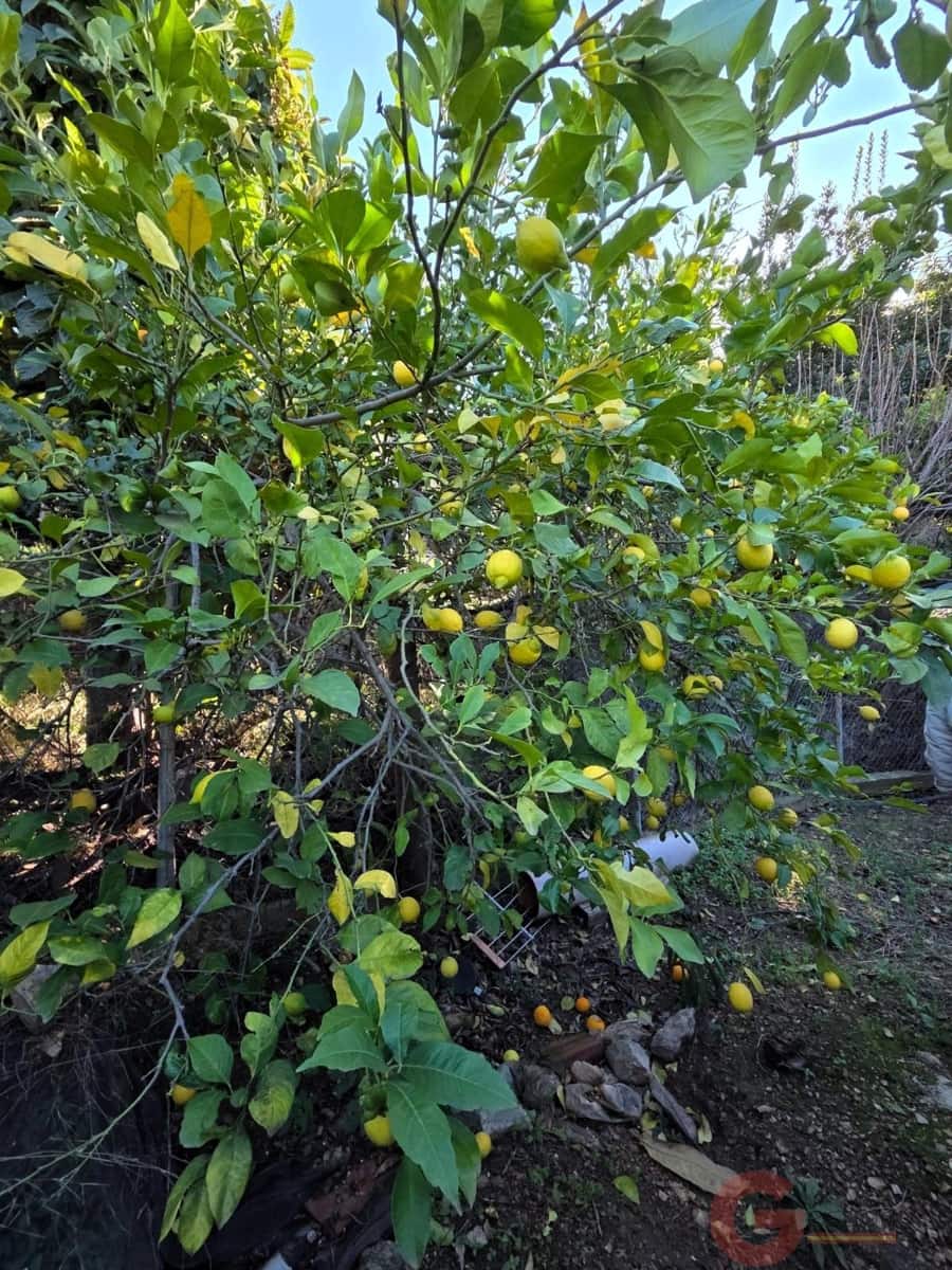 5 sovrum Villa till salu i Pinar - 126 000 € (Ref: 9519710)