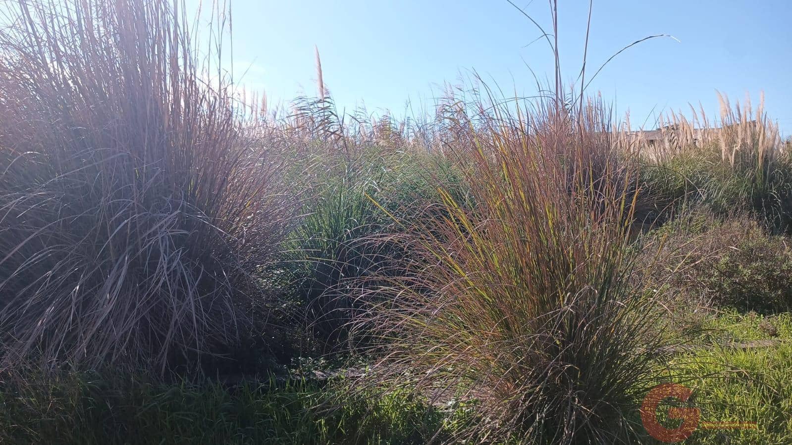 Byggetomt til salgs i Motril - € 66 000 (Ref: 9559901)