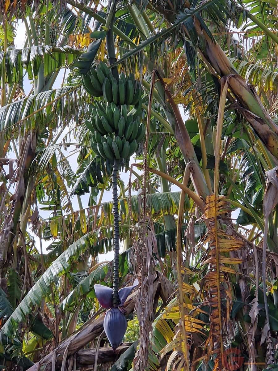 1 bedroom Finca/Country House for sale in Salobrena - € 199,000 (Ref: 9730263)