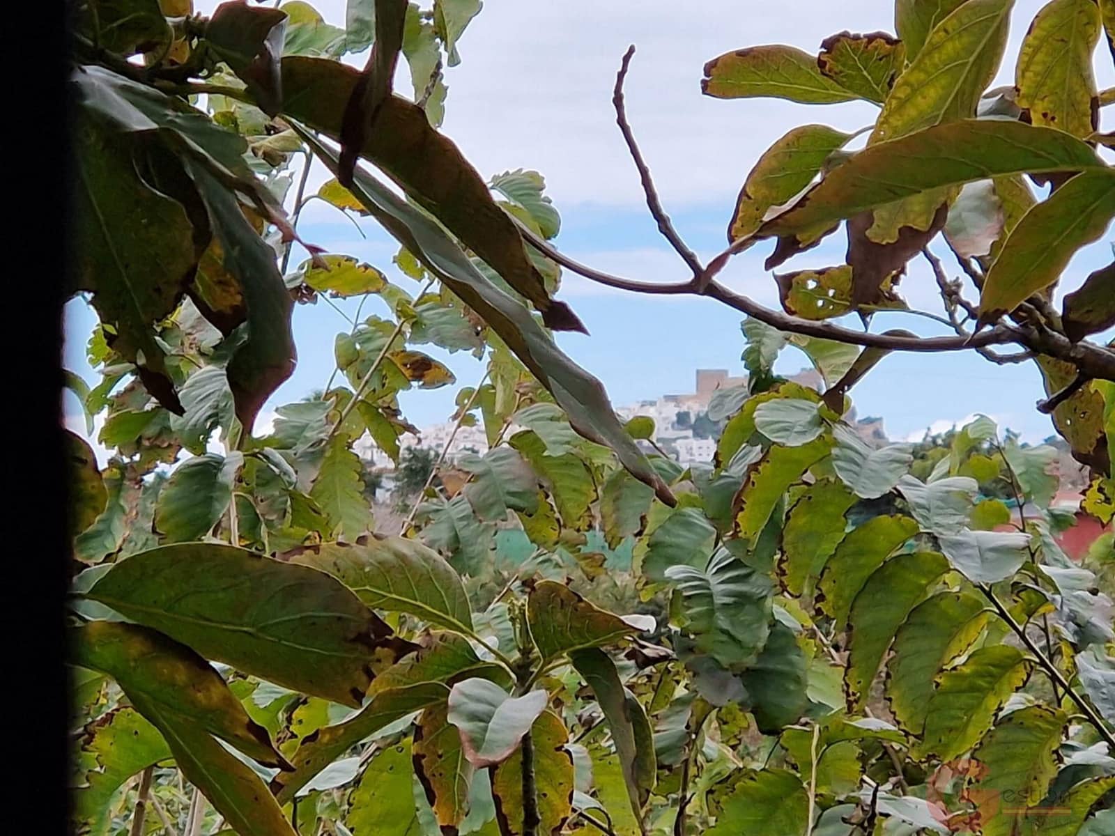 1 bedroom Finca/Country House for sale in Salobrena - € 199,000 (Ref: 9730263)